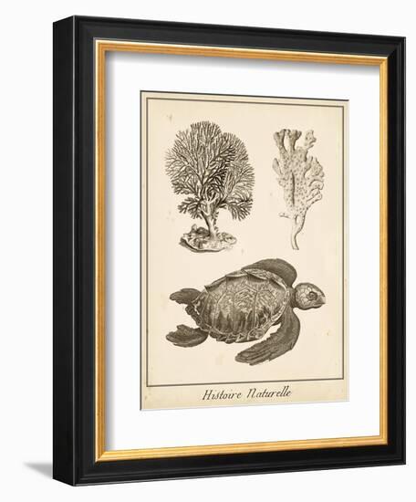 Sea Turtle Study I-Vision Studio-Framed Art Print