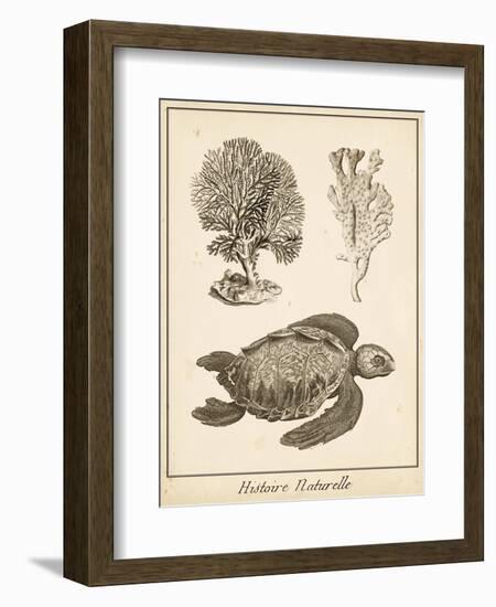 Sea Turtle Study I-Vision Studio-Framed Premium Giclee Print