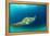 Sea Turtle Swimming - Aloha-Lantern Press-Framed Stretched Canvas