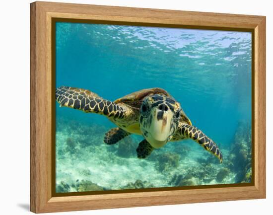 Sea Turtle, Swimming Underwater, Nosy Be, North Madagascar-Inaki Relanzon-Framed Premier Image Canvas