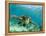 Sea Turtle, Swimming Underwater, Nosy Be, North Madagascar-Inaki Relanzon-Framed Premier Image Canvas