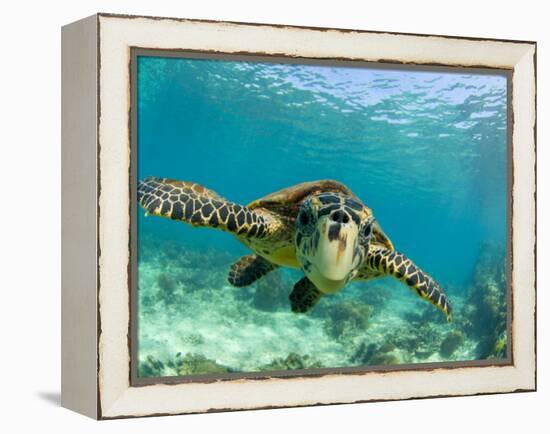 Sea Turtle, Swimming Underwater, Nosy Be, North Madagascar-Inaki Relanzon-Framed Premier Image Canvas