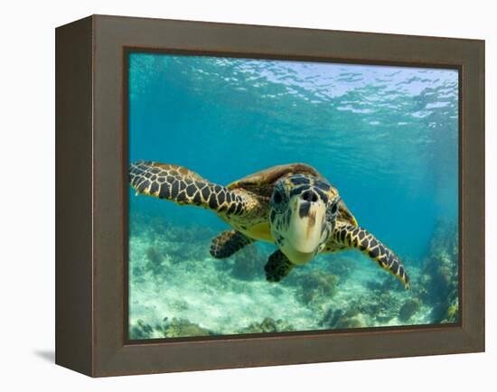 Sea Turtle, Swimming Underwater, Nosy Be, North Madagascar-Inaki Relanzon-Framed Premier Image Canvas