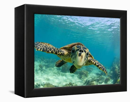 Sea Turtle, Swimming Underwater, Nosy Be, North Madagascar-Inaki Relanzon-Framed Premier Image Canvas