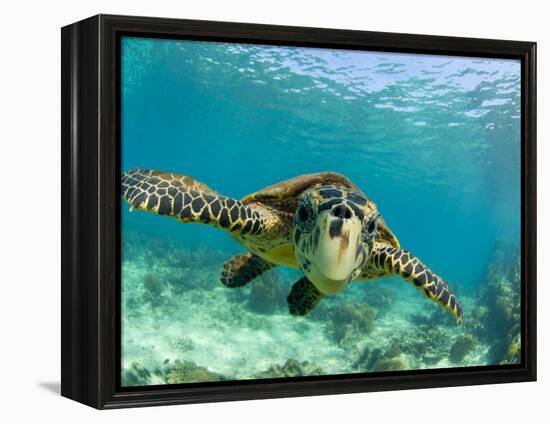 Sea Turtle, Swimming Underwater, Nosy Be, North Madagascar-Inaki Relanzon-Framed Premier Image Canvas