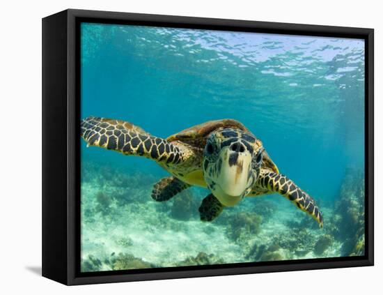 Sea Turtle, Swimming Underwater, Nosy Be, North Madagascar-Inaki Relanzon-Framed Premier Image Canvas