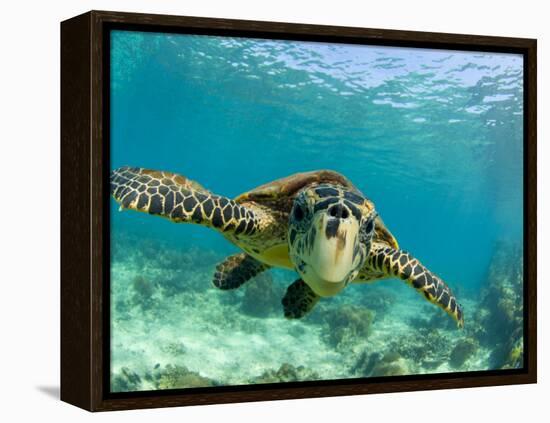 Sea Turtle, Swimming Underwater, Nosy Be, North Madagascar-Inaki Relanzon-Framed Premier Image Canvas