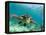 Sea Turtle, Swimming Underwater, Nosy Be, North Madagascar-Inaki Relanzon-Framed Premier Image Canvas