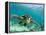 Sea Turtle, Swimming Underwater, Nosy Be, North Madagascar-Inaki Relanzon-Framed Premier Image Canvas