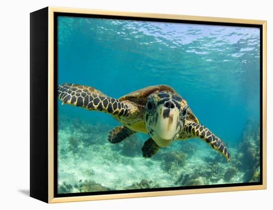 Sea Turtle, Swimming Underwater, Nosy Be, North Madagascar-Inaki Relanzon-Framed Premier Image Canvas