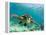 Sea Turtle, Swimming Underwater, Nosy Be, North Madagascar-Inaki Relanzon-Framed Premier Image Canvas