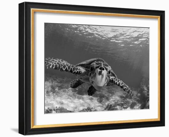 Sea Turtle, Swimming Underwater, Nosy Be, North Madagascar-Inaki Relanzon-Framed Premium Photographic Print