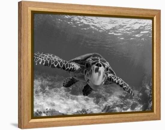 Sea Turtle, Swimming Underwater, Nosy Be, North Madagascar-Inaki Relanzon-Framed Premier Image Canvas