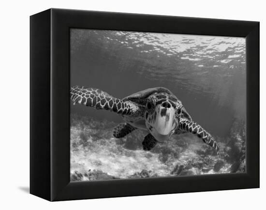 Sea Turtle, Swimming Underwater, Nosy Be, North Madagascar-Inaki Relanzon-Framed Premier Image Canvas