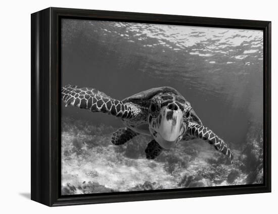 Sea Turtle, Swimming Underwater, Nosy Be, North Madagascar-Inaki Relanzon-Framed Premier Image Canvas