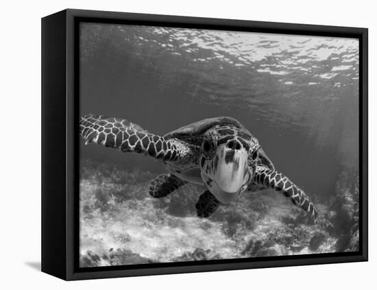 Sea Turtle, Swimming Underwater, Nosy Be, North Madagascar-Inaki Relanzon-Framed Premier Image Canvas