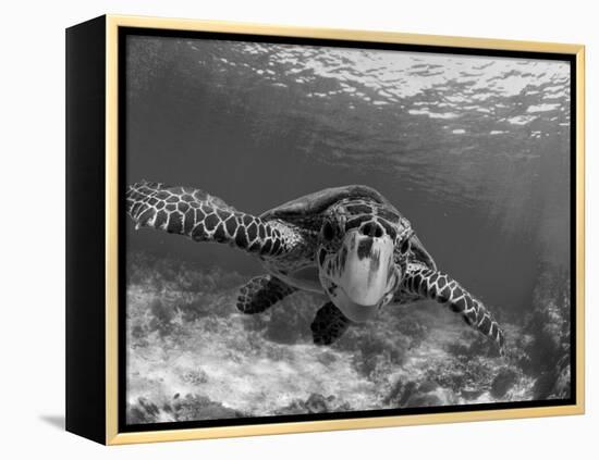 Sea Turtle, Swimming Underwater, Nosy Be, North Madagascar-Inaki Relanzon-Framed Premier Image Canvas