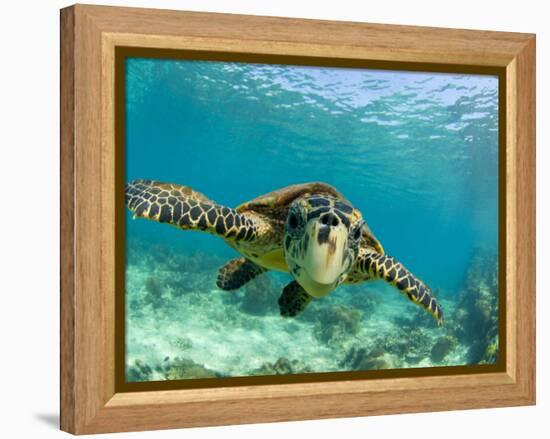 Sea Turtle, Swimming Underwater, Nosy Be, North Madagascar-Inaki Relanzon-Framed Premier Image Canvas