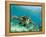 Sea Turtle, Swimming Underwater, Nosy Be, North Madagascar-Inaki Relanzon-Framed Premier Image Canvas