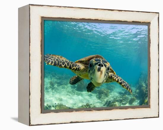 Sea Turtle, Swimming Underwater, Nosy Be, North Madagascar-Inaki Relanzon-Framed Premier Image Canvas