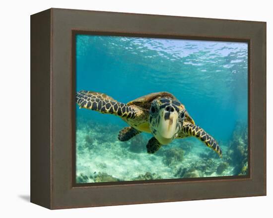 Sea Turtle, Swimming Underwater, Nosy Be, North Madagascar-Inaki Relanzon-Framed Premier Image Canvas