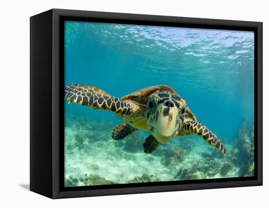 Sea Turtle, Swimming Underwater, Nosy Be, North Madagascar-Inaki Relanzon-Framed Premier Image Canvas