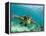 Sea Turtle, Swimming Underwater, Nosy Be, North Madagascar-Inaki Relanzon-Framed Premier Image Canvas