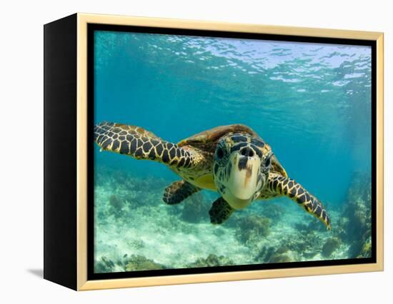 Sea Turtle, Swimming Underwater, Nosy Be, North Madagascar-Inaki Relanzon-Framed Premier Image Canvas