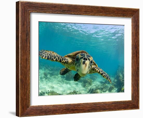 Sea Turtle, Swimming Underwater, Nosy Be, North Madagascar-Inaki Relanzon-Framed Photographic Print