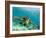 Sea Turtle, Swimming Underwater, Nosy Be, North Madagascar-Inaki Relanzon-Framed Photographic Print