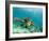 Sea Turtle, Swimming Underwater, Nosy Be, North Madagascar-Inaki Relanzon-Framed Photographic Print