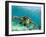 Sea Turtle, Swimming Underwater, Nosy Be, North Madagascar-Inaki Relanzon-Framed Photographic Print