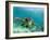 Sea Turtle, Swimming Underwater, Nosy Be, North Madagascar-Inaki Relanzon-Framed Photographic Print