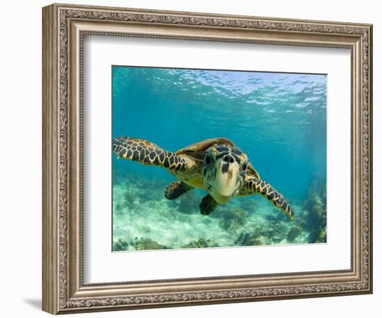 Sea Turtle, Swimming Underwater, Nosy Be, North Madagascar-Inaki Relanzon-Framed Photographic Print