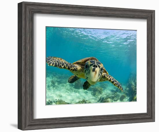 Sea Turtle, Swimming Underwater, Nosy Be, North Madagascar-Inaki Relanzon-Framed Photographic Print