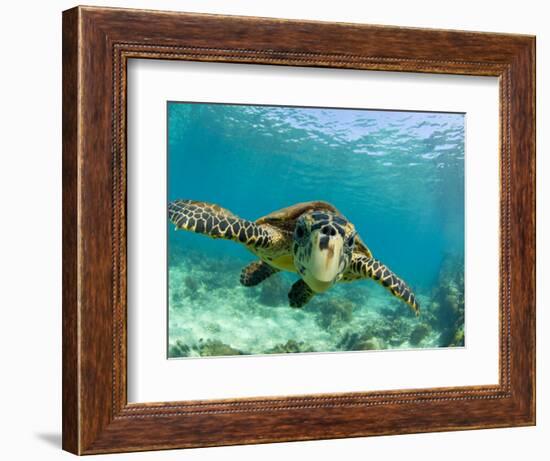 Sea Turtle, Swimming Underwater, Nosy Be, North Madagascar-Inaki Relanzon-Framed Photographic Print