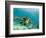 Sea Turtle, Swimming Underwater, Nosy Be, North Madagascar-Inaki Relanzon-Framed Photographic Print