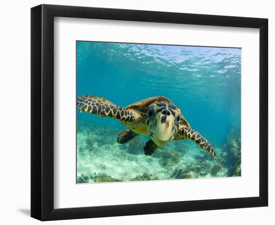 Sea Turtle, Swimming Underwater, Nosy Be, North Madagascar-Inaki Relanzon-Framed Photographic Print