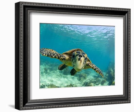 Sea Turtle, Swimming Underwater, Nosy Be, North Madagascar-Inaki Relanzon-Framed Photographic Print