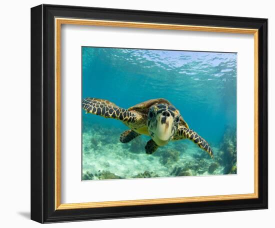 Sea Turtle, Swimming Underwater, Nosy Be, North Madagascar-Inaki Relanzon-Framed Photographic Print