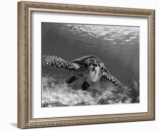 Sea Turtle, Swimming Underwater, Nosy Be, North Madagascar-Inaki Relanzon-Framed Photographic Print