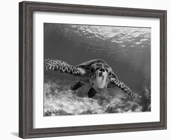 Sea Turtle, Swimming Underwater, Nosy Be, North Madagascar-Inaki Relanzon-Framed Photographic Print