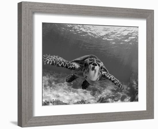 Sea Turtle, Swimming Underwater, Nosy Be, North Madagascar-Inaki Relanzon-Framed Photographic Print