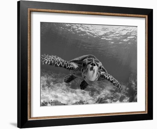 Sea Turtle, Swimming Underwater, Nosy Be, North Madagascar-Inaki Relanzon-Framed Photographic Print