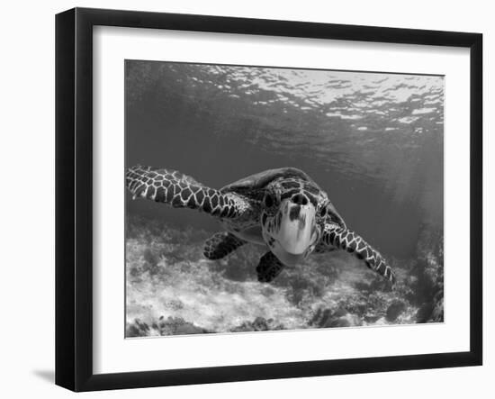 Sea Turtle, Swimming Underwater, Nosy Be, North Madagascar-Inaki Relanzon-Framed Photographic Print