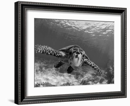 Sea Turtle, Swimming Underwater, Nosy Be, North Madagascar-Inaki Relanzon-Framed Photographic Print