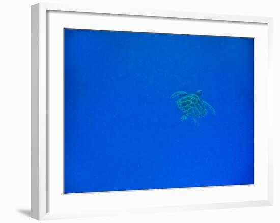 Sea Turtle Swimming, Zanzibar Island, Tanzania, East Africa, Africa-Laura Grier-Framed Photographic Print