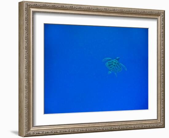 Sea Turtle Swimming, Zanzibar Island, Tanzania, East Africa, Africa-Laura Grier-Framed Photographic Print