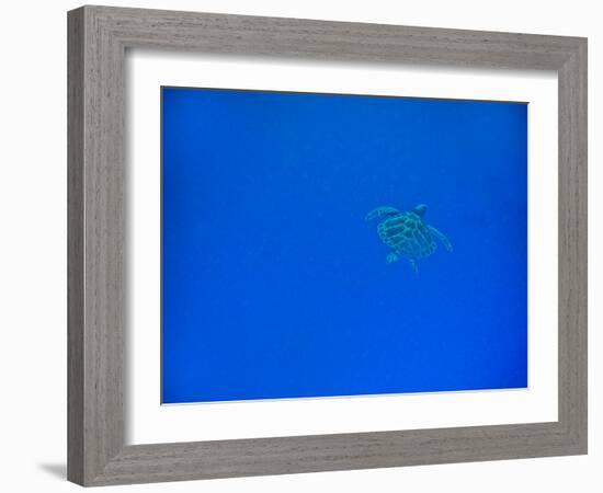 Sea Turtle Swimming, Zanzibar Island, Tanzania, East Africa, Africa-Laura Grier-Framed Photographic Print