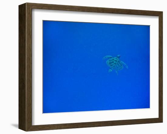 Sea Turtle Swimming, Zanzibar Island, Tanzania, East Africa, Africa-Laura Grier-Framed Photographic Print